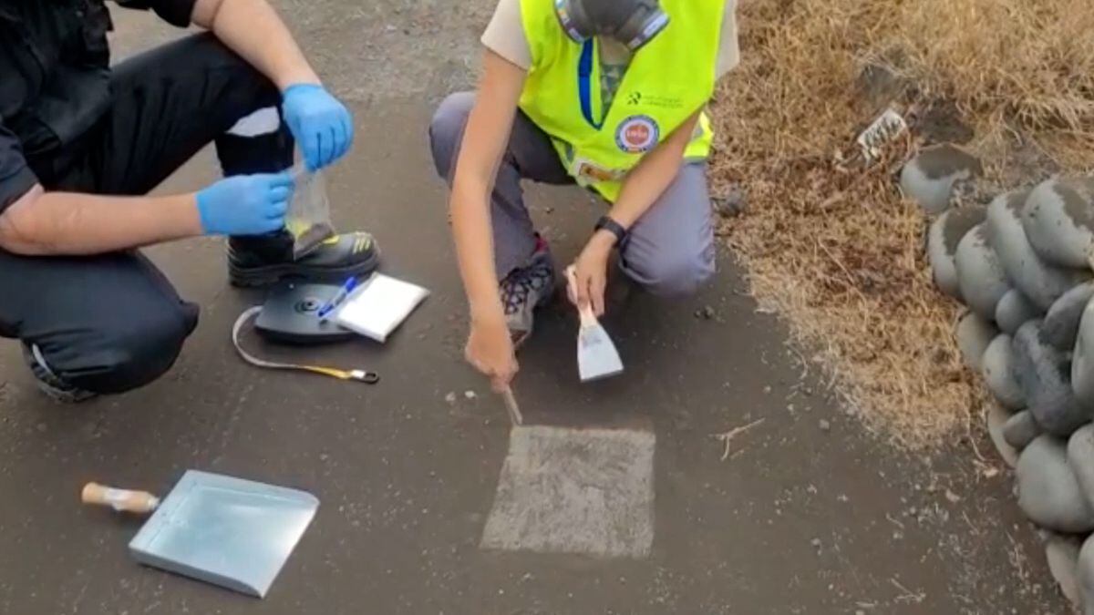 Cumbre Vieja: Video |  Science asks the palm trees for help to collect the ashes of the volcano |  Science