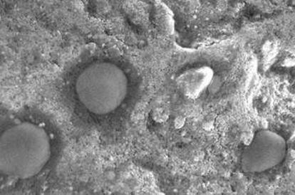 Imagen de microscopio de los microbios esféricos hallados en Dallol.