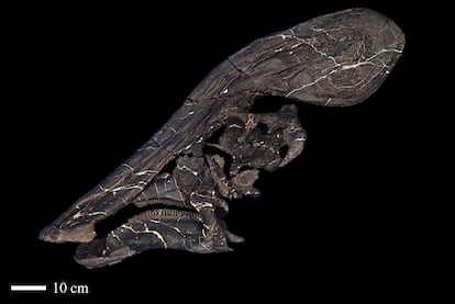 Image of the skull of 'Tlatolophus galorum'.