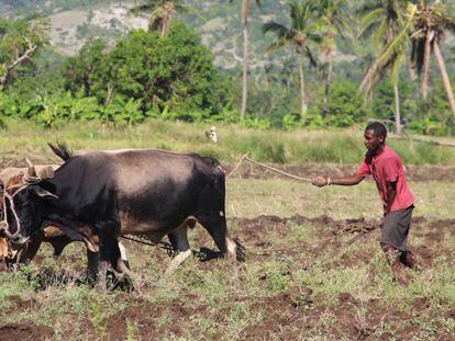 Agricultores haitianos vuelven a sembrar para tratar de salvar la cosecha.