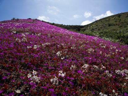 Flores cubren el desierto de Atacama cerca de Copiapó, Chile, el 4 de octubre 2022.