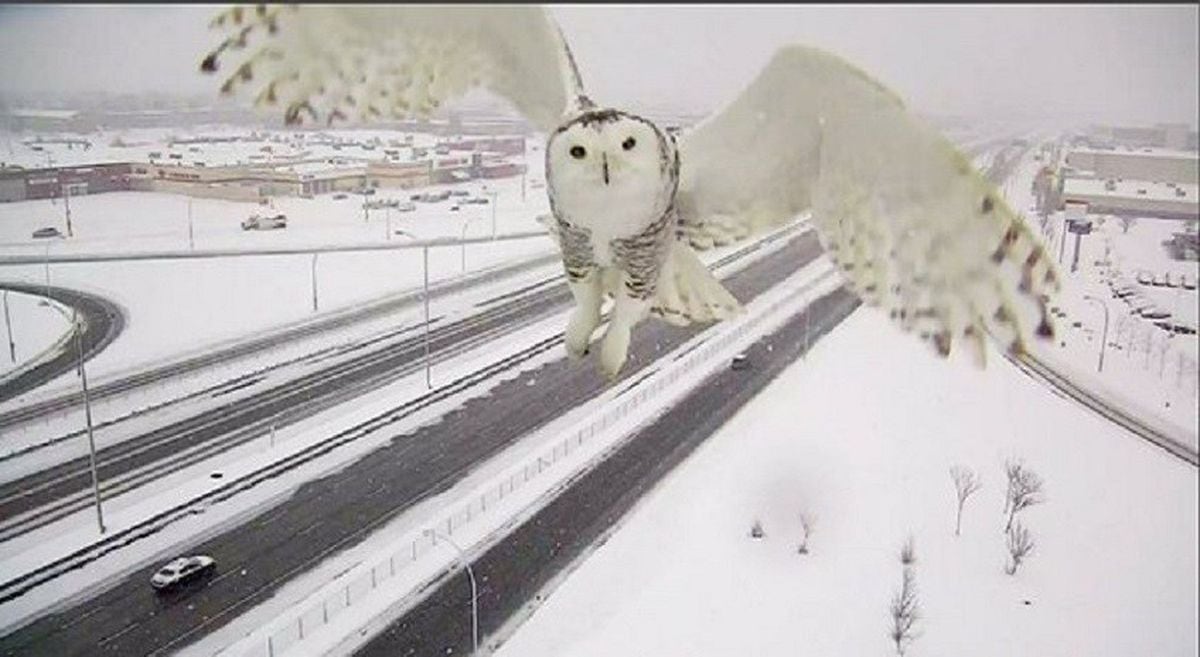 Una cámara 'Hedwig' sobre las carreteras nevadas de Canadá | Vídeos | EL PAÍS