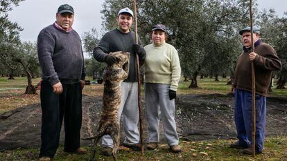 Un grupo de agricultores varean olivos en Navalvillar de Pela, en Badajoz, el pasado jueves.