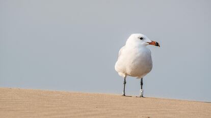 Una gaviota de Audouin en lo alto de una duna del delta del Ebro, en la provincia de Tarragona.