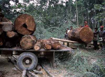 Tala ilegal de árboles en Tesso Nilo (en la isla de Sumatra).