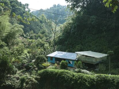 Una finca cafetera a más de 1.600 metros de altitud en la cordillera oriental del Huila.