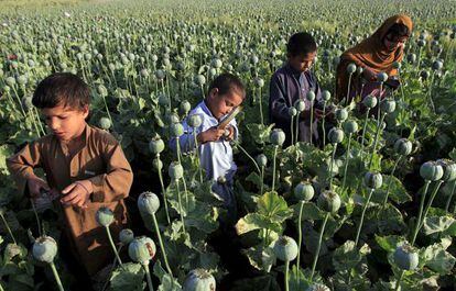 Niños recolectan opio en un campo de cultivo en Jalalabad (Afganistán).