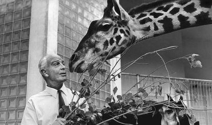 El profesor Bernhard Grzimek en 1967, cuando era director del parque zoológico de Frankfurt.