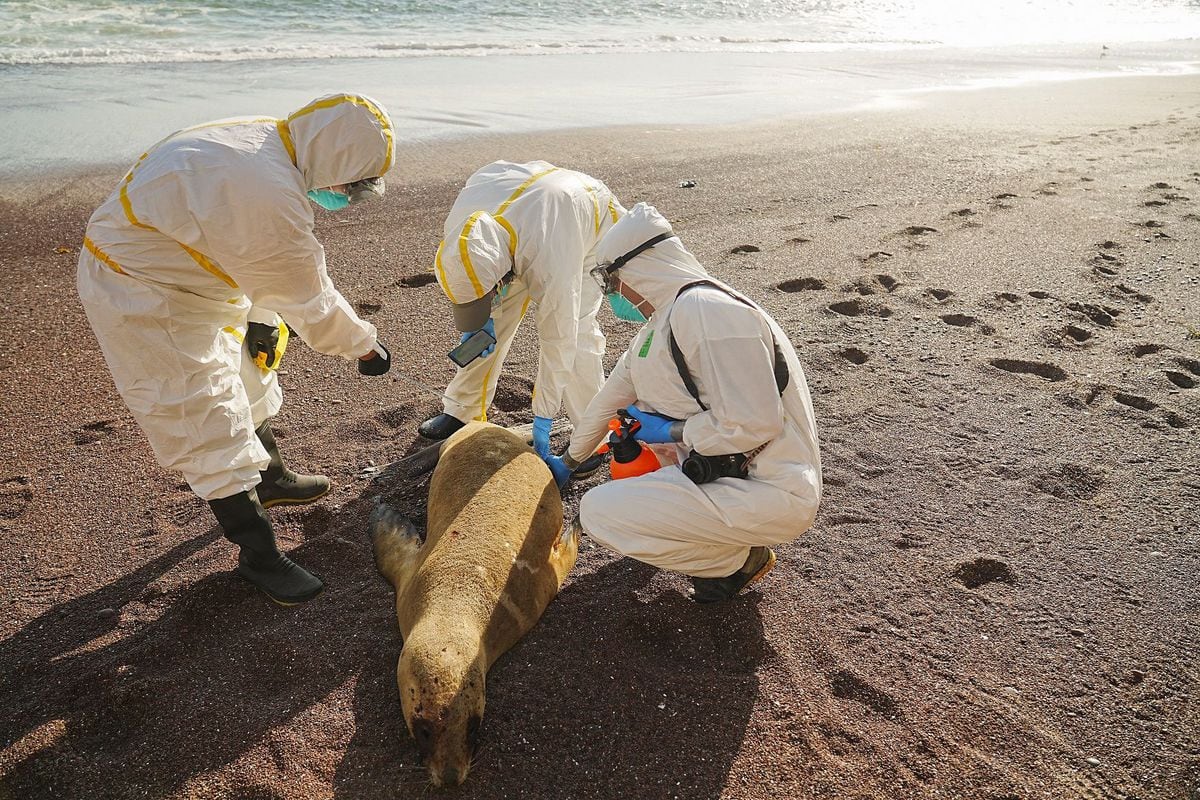 la-muerte-masiva-de-lobos-marinos-por-gripe-aviar-sugiere-que-el-virus