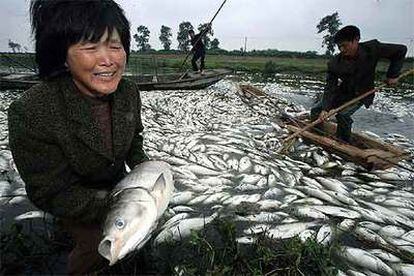 Una mujer de Hangzhou, en la provincia de Zhejiang, en el este de China, se lamenta de la muerte de peces.