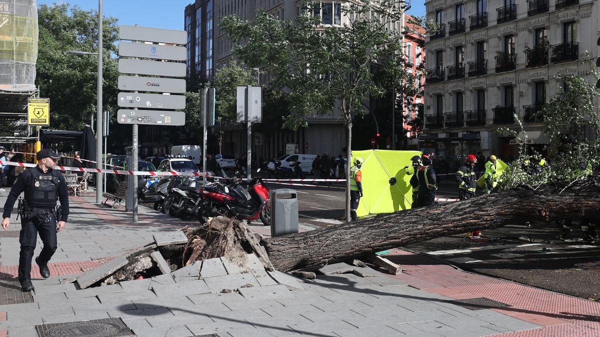 Una mujer de 23 años muere por la caída de un árbol en Madrid en plena  borrasca 'Ciarán', España