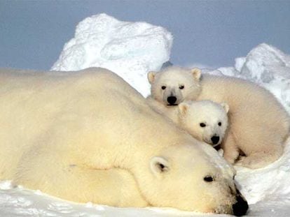 Una osa polar y sus dos oseznos, junto al mar de Beaufort, en Alaska.