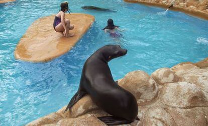 Dos usuarias del parque nadan con los leones marinos de la Reserva del Castillo de las Guardas