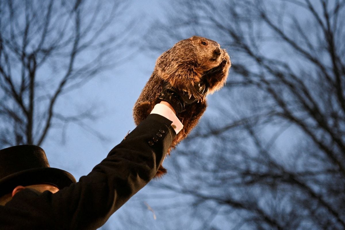 “Spring is Coming!”: Groundhog Day in the Groundhog Year of American Politics  international