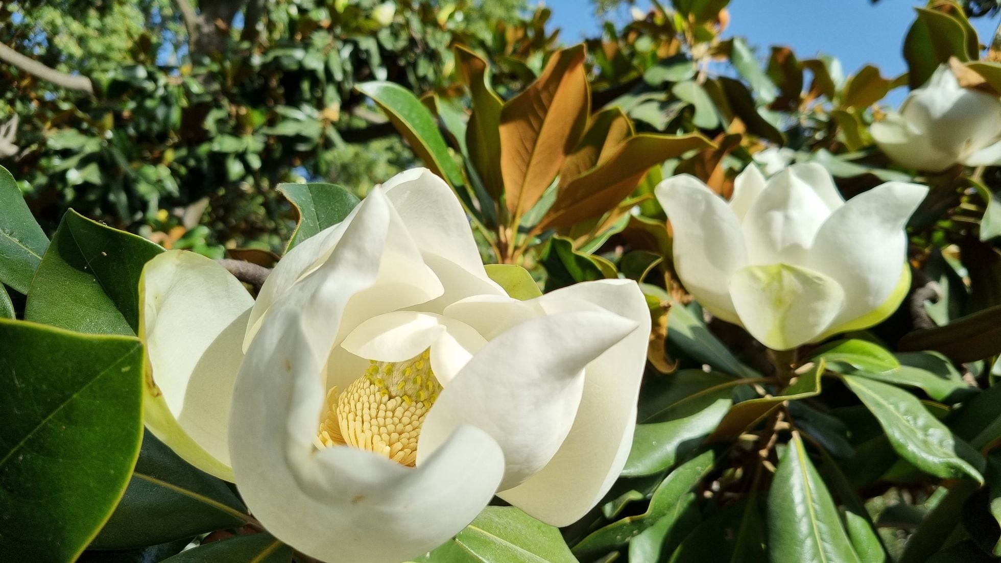 Details 100 imagen la flor del magnolio