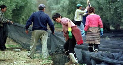 Un grupo de jornaleros en la recogida de la aceituna en Jaén.