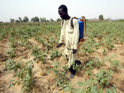 Un hombre roc&iacute;a sus cultivos con pesticidas en Buruku (Nigeria).