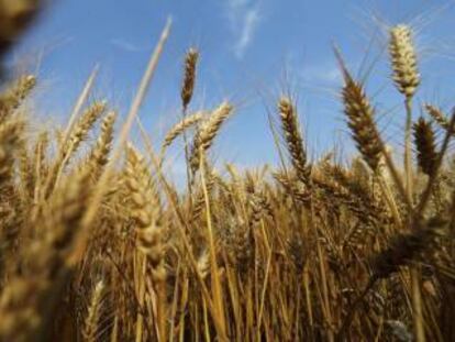 Cultivos de trigo de Syngenta, en Handan, Hebei (China).