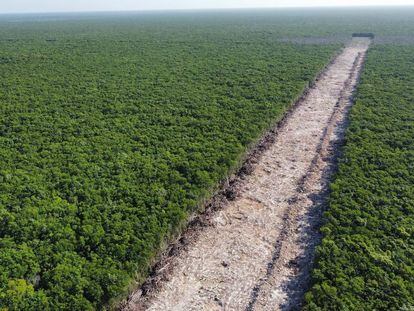 Toma aérea de un tramo de selva deforestado para la construcción del Tren Maya, en Playa del Carmen, Quintana Roo, el 26 de junio de 2022.