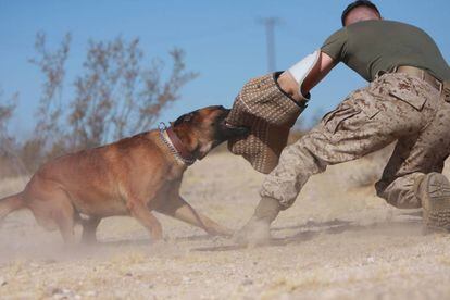 Un perro de presa en un ejercicio con los Marines de EE UU en 2009