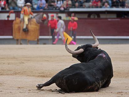 Uno de los toros de Samuel Flores de la corrida del domingo en Las Ventas.