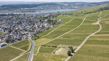 Los viñedos del Rheingau sobre Rüdesheim.