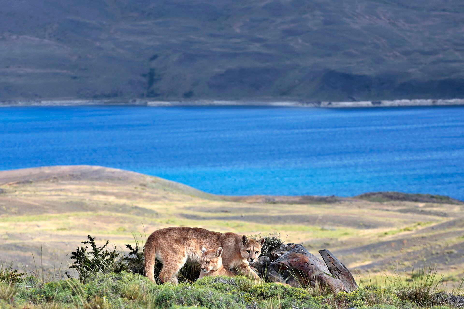 Dos pumas cerca de un lago en el Parque Nacional de Torres del Paine en la Patagonia (Chile).
