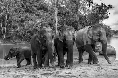 En Laos y en todo el sudeste asiático, históricamente ha habido grandes poblaciones de elefantes salvajes y domésticos. Sin embargo, un estudio reciente del Fondo Mundial para la Naturaleza de Laos calcula que pueden quedar entre 500 y 1.000 ejemplares (la mitad de ellos domésticos), un tercio de los que había hace dos décadas. Pese a todo, agencias y operadores turísticos siguen anunciando y publicitando Laos como 'Lan Xang', la tierra del millón de elefantes.
