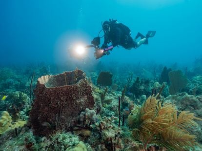 Buzos exploran un arrecife en la cordillera Beata, una formación geológica submarina.