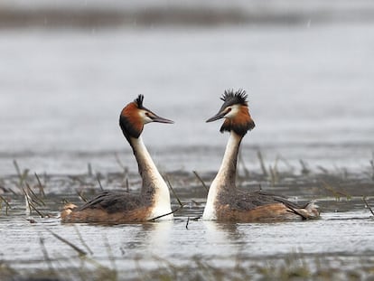 Pareja de somormujos.