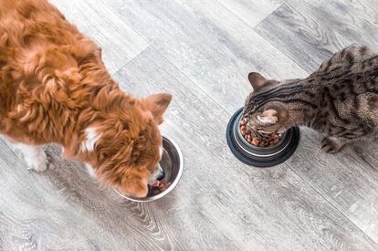 Para defenderse, los animales tienen un sistema inmune dividido en dos tipos de respuesta: la inmunidad innata y la inmunidad adaptativa. La alimentación juega un papel fundamental.