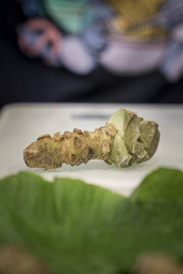 El tronco del wasabi.