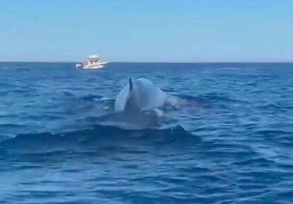 Captura del vídeo en el qual s'observen diverses embarcacions prop de tres balenes.