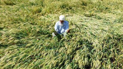 Un agricultor de cereales revisa su cosecha a las afueras de Amritsar (India).