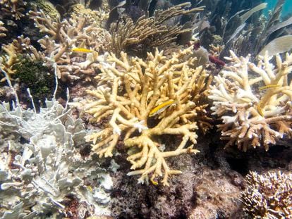Arrecife con corales de fuego y de cuerno de ciervo que muestran indicios de blanqueamiento, pérdida de tejido y mortalidad reciente en el mar de Florida, el martes 20 de julio de 2023.