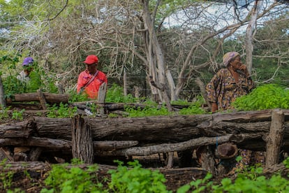 Vivero de la huerta comunitaria de la comunidad de Santa Rosa, en la Alta Guajira.