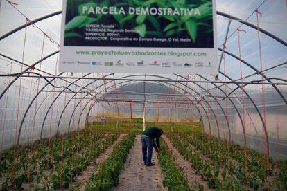 Invernadero de la Cooperativa Galega do Campo, O Val (Narón), donde se planta tomate negro.