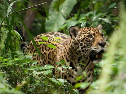 Un jaguar residente en el refugio de fauna salvaje Inti Wara Yassi, en Bolivia.