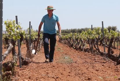 Un agricultor trabaja en un viñedo en Villanueva de los Infantes, en Ciudad Real.