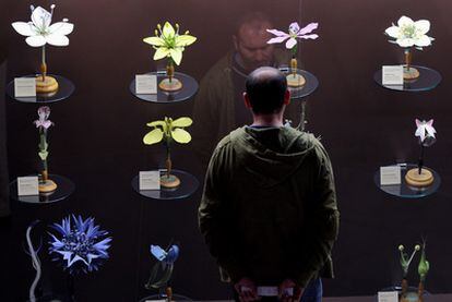 Reproducciones de flores utilizadas para su estudio, en la exposición <i>La evolución de Darwin.</i>