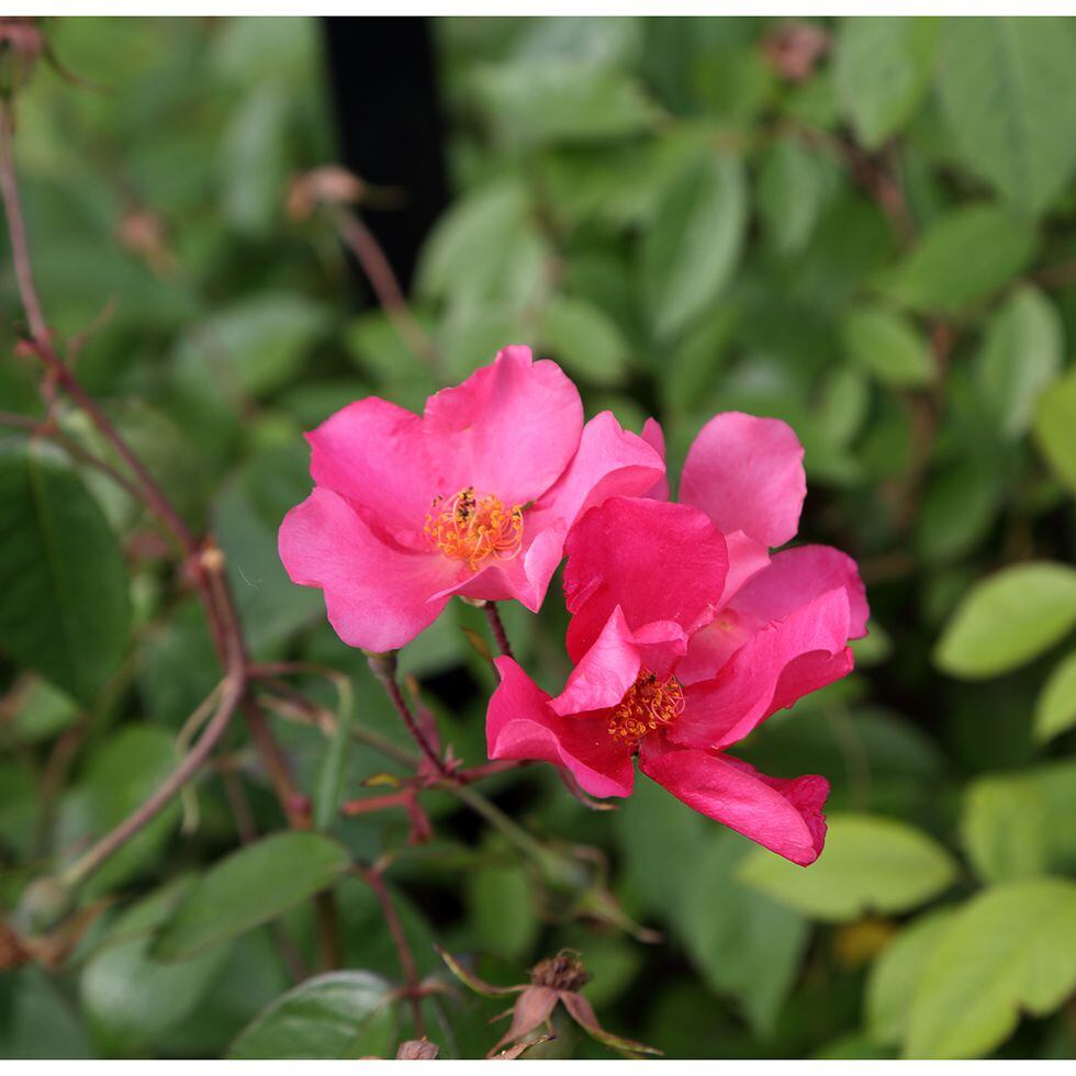 La rosa 'Mutabilis', el misterio de una flor cambia de color | Estilo de vida | EL PAÍS
