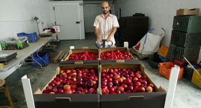 Un trabajador de Guadalhorce Ecológico lleva varias cajas de nectarinas.