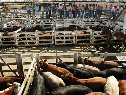 Compradores pujan por lotes de ganado vacuno en el Mercado de Liniers, en el sur de Buenos Aires.