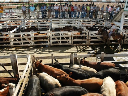 Compradores pujan por lotes de ganado vacuno en el Mercado de Liniers, en el sur de Buenos Aires.