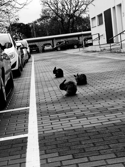 Imagen perteneciente a 'Limbo', publicado por Ediciones Anómalas, 2023.