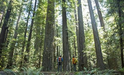 Senderistas entre las secuoyas rojas del parque nacional Redwood, en la costa norte de California.