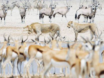 Leones entre un grupo de gacelas, cebras y orix, en el parque nacional Etosha, en Namibia.