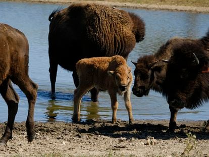 Una cría de bisonte se hidrata con su manada en Bull Hollow, Oklahoma, el 27 de septiembre de 2022.