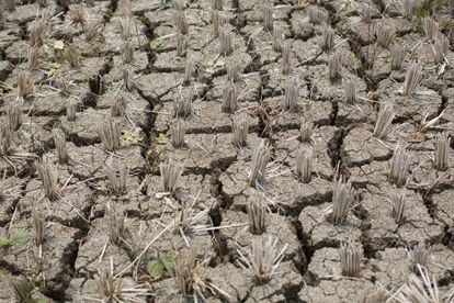 Efectos de la sequía en Indonesia.