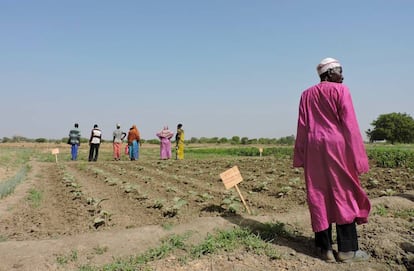 Un grupo de campesinos de Amnaback, en las afueras de Yamena (la capital de Chad), en un terreno donde reciben formación agrícola a orillas del río Logone.